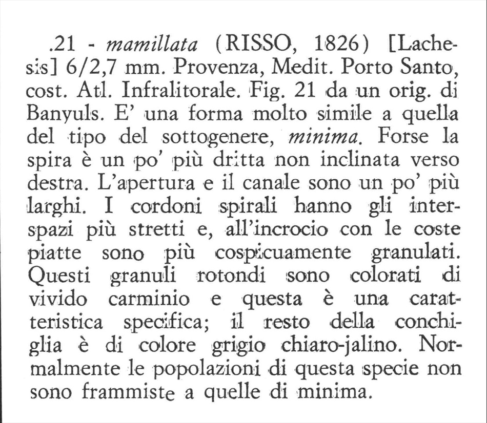 Famiglia Buccinidae: il genere Chauvetia